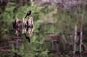 Agelaius: Red-Winged Blackbird
