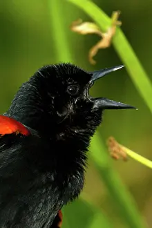 Agelaius: Red-winged Blackbird