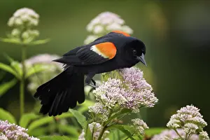 Agelaius: Red-Winged Blackbird