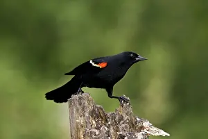 Agelaius: Red-Winged Blackbird