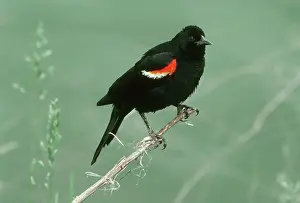 Agelaius: Red-winged Blackbird