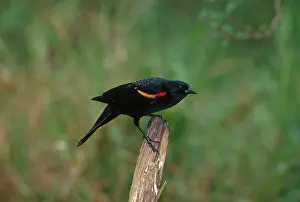Agelaius: Red-winged Blackbird