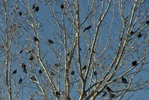 Agelaius: Red-Winged Blackbird