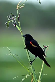 Agelaius: Red-winged Blackbird