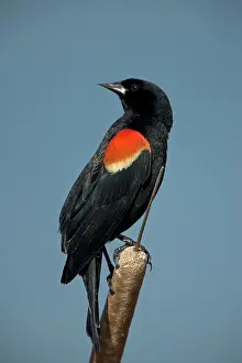 Patches: Red-winged BLACKBIRD - Adult male showing dark