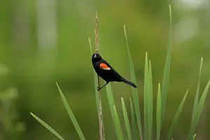 Agelaius: Red-winged Blackbird (Agelaius phoeniceus)