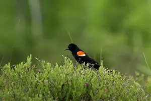Agelaius: Red-winged Blackbird (Agelaius phoeniceus)