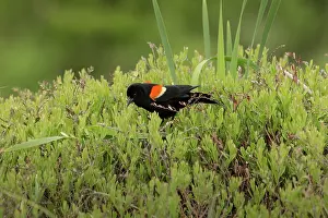 Agelaius: Red-winged Blackbird (Agelaius phoeniceus)