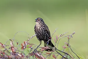 Agelaius: Red-winged Blackbird (Agelaius phoeniceus)