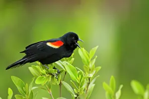 Cameron: Red-winged Blackbird (Agelaius phoeniceus)