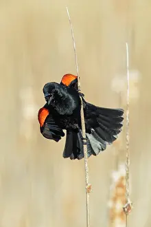 Agelaius: Red-winged Blackbird Agelaius phoeniceus Perched in Ca