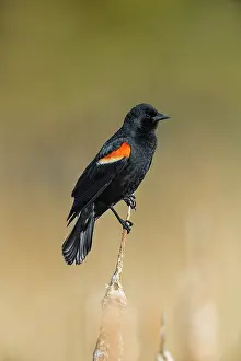 Agelaius: Red-winged Blackbird Agelaius phoeniceus Perched in Ca