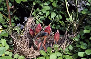 Agelaius: Red-winged Blackbird chicks