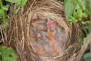 Agelaius: Red-winged Blackbird Chicks