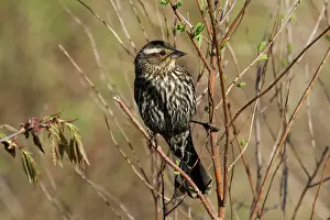 Agelaius: Red-winged Blackbird Female