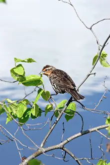 Agelaius: Red-winged Blackbird, female
