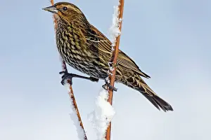 Agelaius: Red-winged Blackbird - female in snow - February