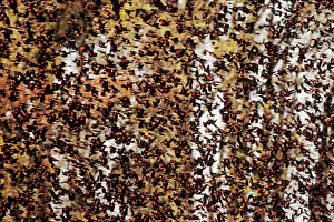 Agelaius: Red-winged Blackbird - flock in fall