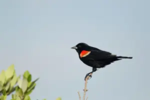 Agelaius: Red-winged Blackbird - male