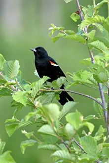 Agelaius: Red-winged Blackbird, male