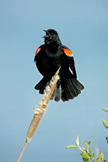 Phoeniceus: Red-winged Blackbird - Male calling