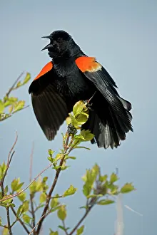 Phoeniceus: Red-winged Blackbird - Male calling