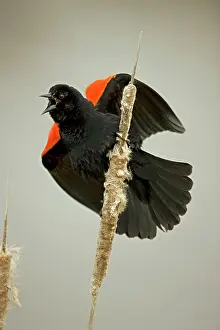 Phoeniceus: Red-winged Blackbird - Male calling