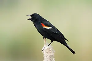 Reedbed: Red-winged Blackbird - male display call in reedbed