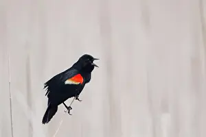 Reedbed: Red-winged Blackbird - male display call in reedbed