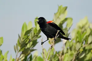 Agelaius: Red-winged Blackbird - male displaying