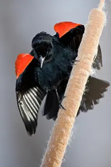 Agelaius: Red-Winged Blackbird male displaying