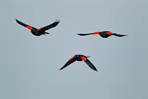 Agelaius: Red-winged Blackbird - male in flight