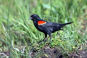 Agelaius: Red-winged Blackbird male on ground calling - Yellowstone