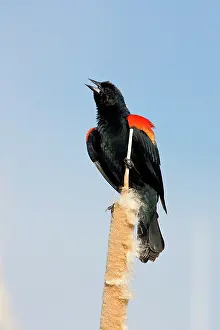 Agelaius: Red-Winged Blackbird male singing