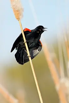 Agelaius: Red-Winged Blackbird male singing