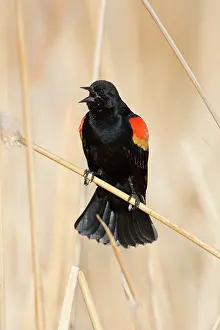 Agelaius: Red-Winged Blackbird male singing