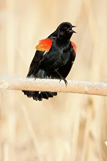 Agelaius: Red-Winged Blackbird male singing