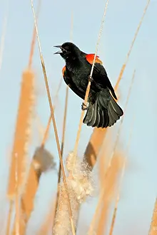 Agelaius: Red-Winged Blackbird male singing