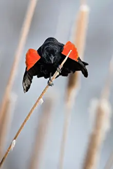 Agelaius: Red-Winged Blackbird male singing