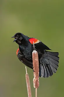 Agelaius: Red-winged Blackbird - male singing on territory in Spring