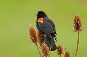 Phoeniceus: Red-winged Blackbird - male on teasel plant