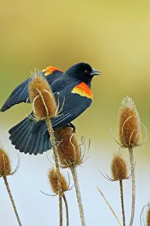 Agelaius: Red-winged Blackbird - male on teasel plant