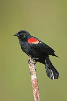 Agelaius: Red-winged Blackbird - male on territory in Spring