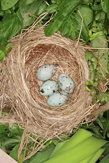 Agelaius: Red-winged Blackbird Nest