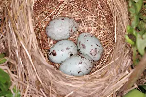 Agelaius: Red-winged Blackbird Nest