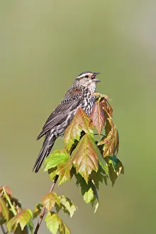 Agelaius: Red-winged Blackbird - singing