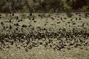 Phoeniceus: Red-Winged Blackbird - Winter Feeding Flock