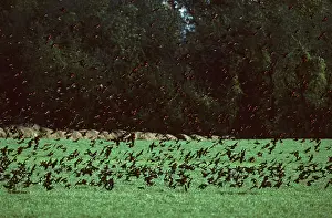 Phoeniceus: Red-Winged Blackbird - Winter Feeding Flock