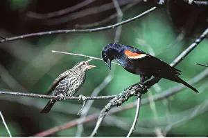 Begging: RED-WINGED BLACKBIRD - with young begging
