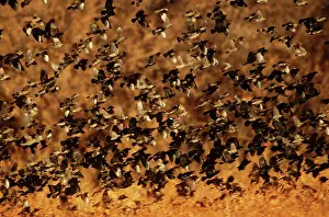 Agelaius: Red-Winged Blackbirds